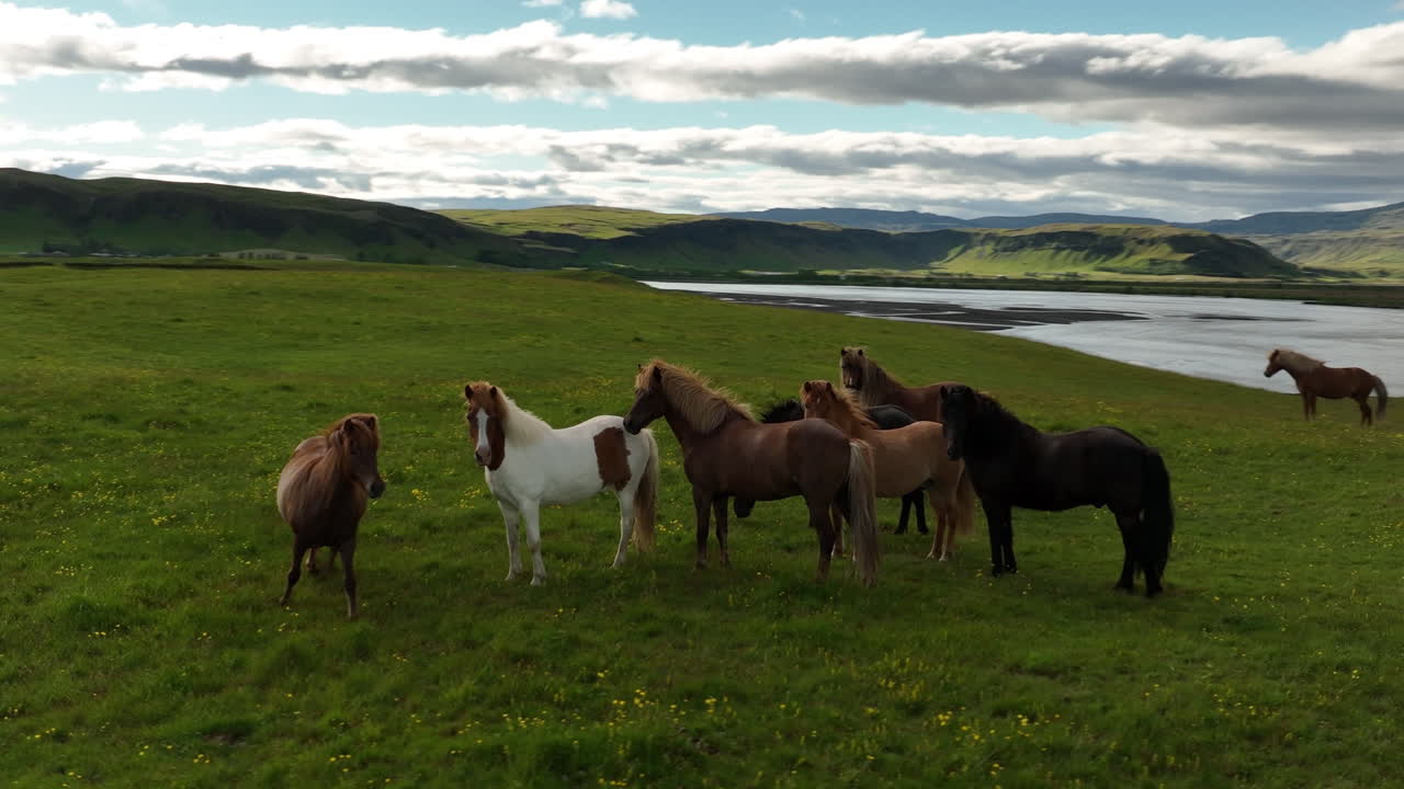 caballos pastando en el prado islandia día de verano aéreo