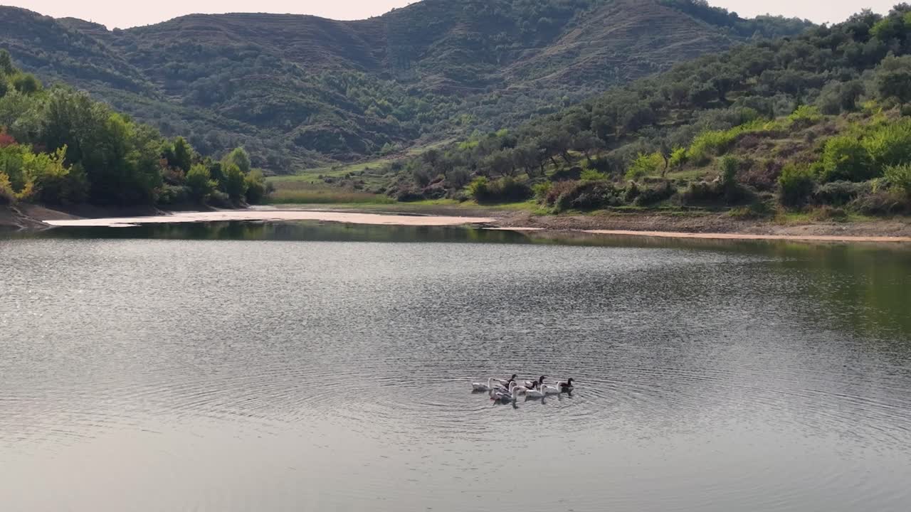 un grupo de gansos nadando en las tranquilas aguas de un lago de montaña