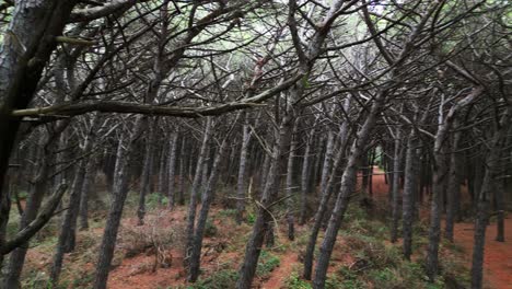 Forest Pinewoods by the sea, Tuscany Italy