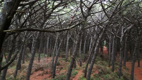 bosques de pinos junto al mar, toscana, italia