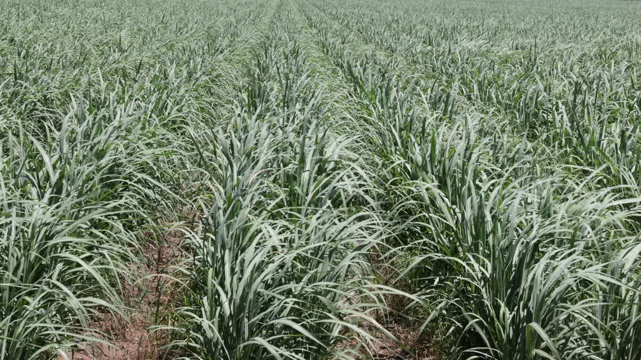 사탕수수  풍경 의 넓은 풍경