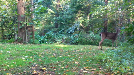 Whitetail-Hembra-Caminando-A-Través-De-Un-Claro-Del-Bosque-Con-El-Mordisco-Ocasional-De-Hierba-A-Principios-De-Otoño-En-El-Centro-De-Illinois