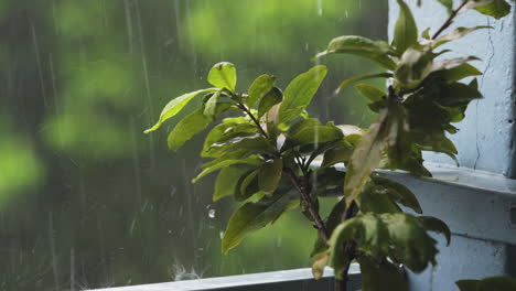 Torrential-tropical-raindrops-cascade-onto-a-resilient-tree-branch