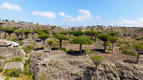 dragon blood trees at firmin forest on diksam plateau in socotra, yemen