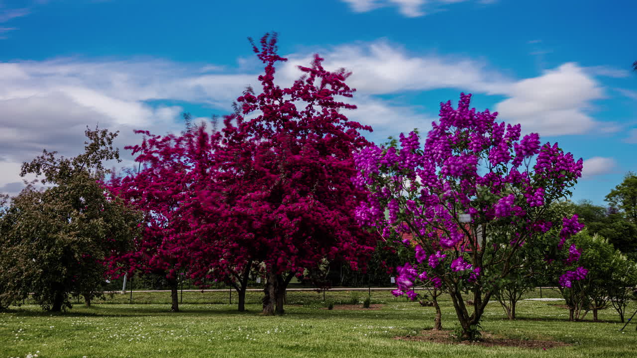 gente caminando alrededor de árboles lilas en flor con flores de color púrpura rojizo y rosa en primavera