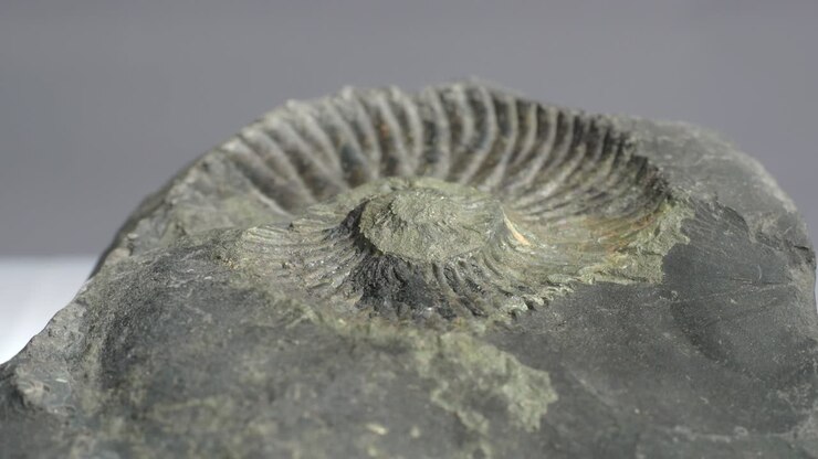 Ammonite petrified, geological sample