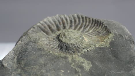 ammonite petrified, geological sample