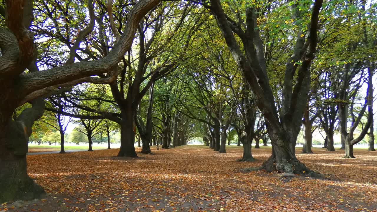 Slow walk on carpet of fallen leaves through gallery of oak trees in early Autumn - Hagley Park, Christchurch