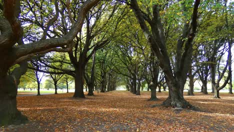 Langsamer-Spaziergang-Auf-Einem-Laubteppich-Durch-Eine-Eichengalerie-Im-Frühherbst---Hagley-Park,-Christchurch
