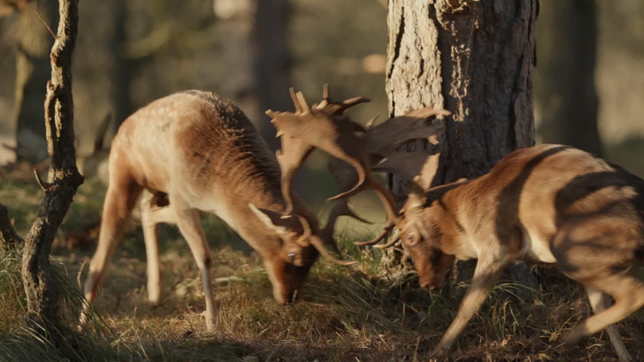 ciervos en barbecho en la temporada de putrefacción