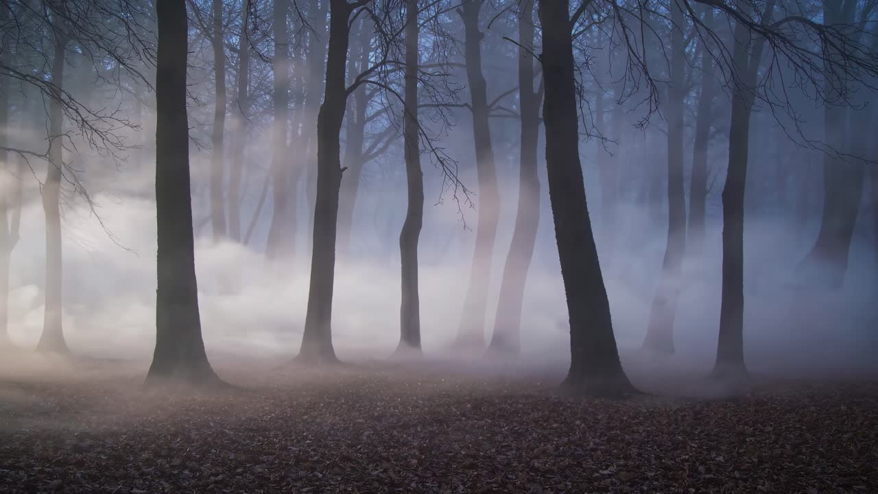 Eerie forest scene with mist enveloping trees, captured at eye level