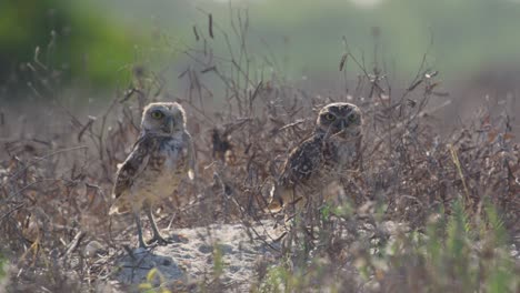 Cinematic-Close-up-of-Two-Brazilian-Burrowing-Owls