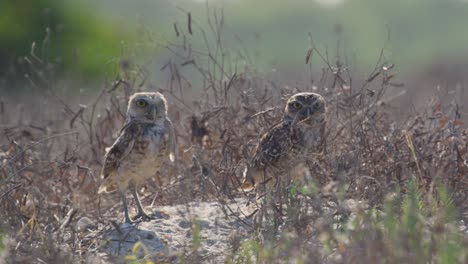 cinematic close up of two brazilian burrowing owls