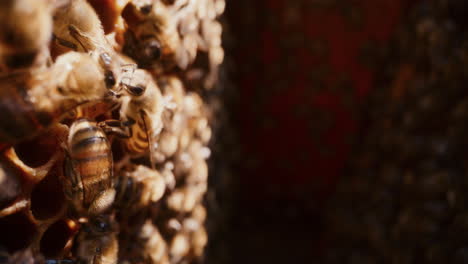 Blick-Auf-Die-Arbeitenden-Bienen-Im-Bienenstock