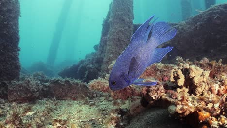 southern blue devil fish paraplesiops meleagris endemic southern australia 4k slow motion