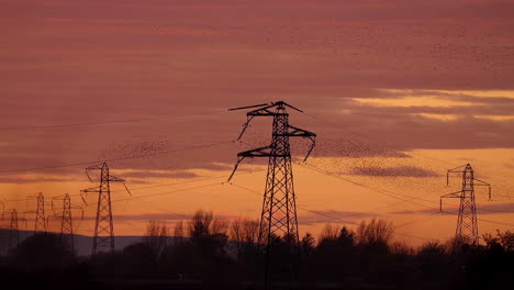 Flock-of-starlings-landing-on-electricity-pylon-against-beautiful-orange-sky