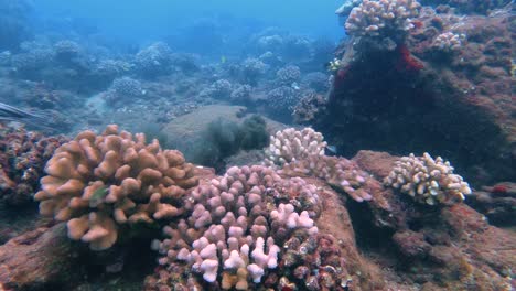 Big-wild-reef-octopus-releasing-a-cloud-of-black-ink-and-escape-from-annnoying-fish