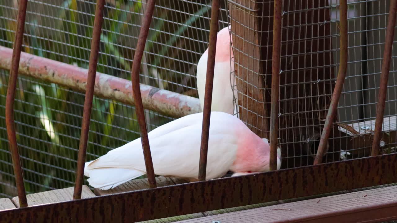 동물원 에서  을 둘러싸고 있는 카카투