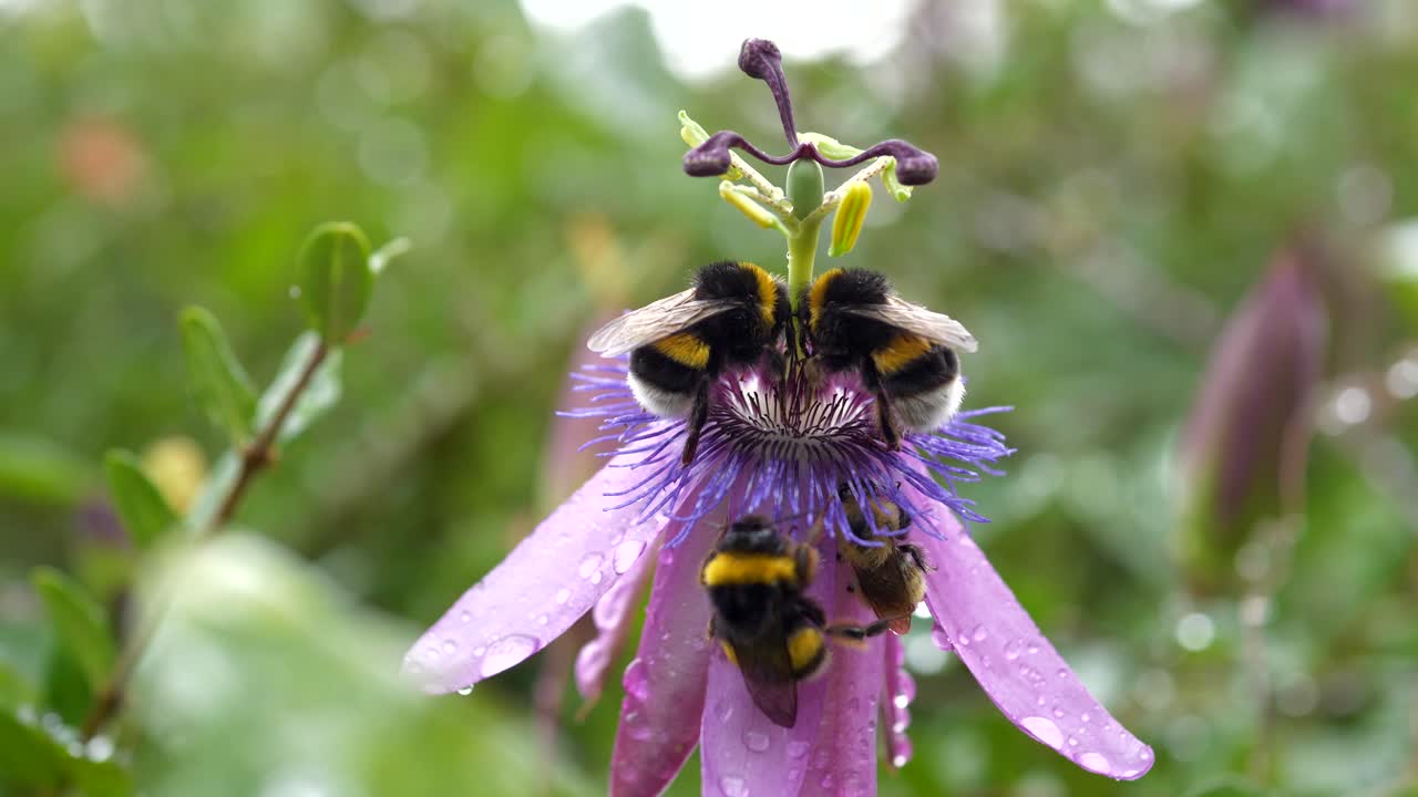 abejorros polinizando flores en flor cubiertas de gotas de lluvia