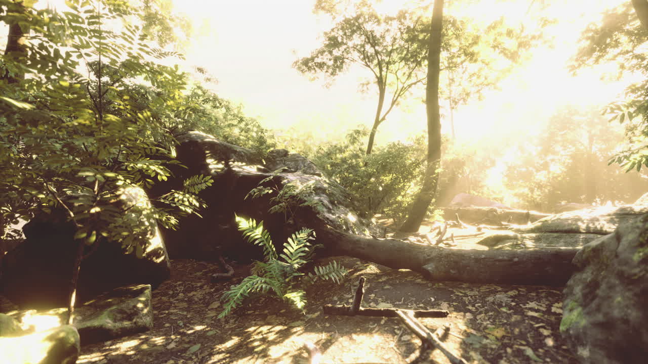 빛에 싸인 울창한 정글 풍경, 활기찬 잎자루와 바위