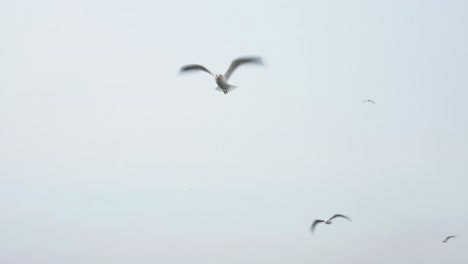 seagull flying in a pale sky
