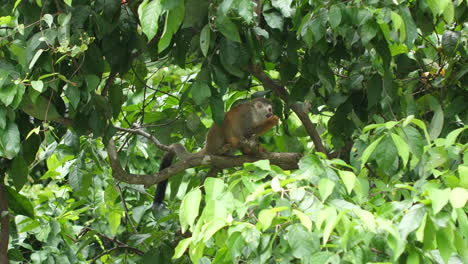 Alimentación-Del-Mono-Ardilla-En-Costa-Rica