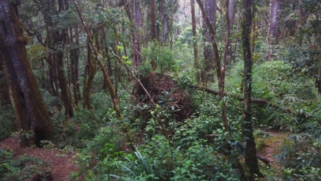 Low-aerial-retreats-through-lush-tropical-jungle-in-Central-America