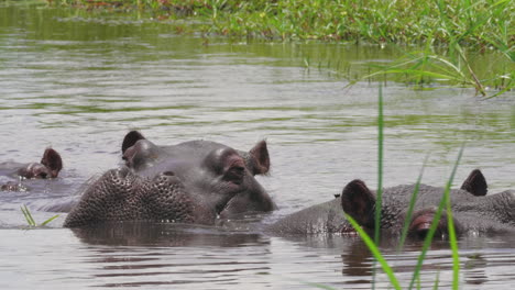 Hippopotamus-Wiggles-Its-Ears-While-Relaxing-On-The-Calm-Lake-Water-In-Botswana-On-A-Bright-Weather---Closeup-Shot