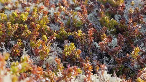 Arctic-Tundra-lichen-moss-close-up.-Found-primarily-in-areas-of-Arctic-Tundra,-alpine-tundra,-it-is-extremely-cold-hardy.-Cladonia-rangiferina,-also-known-as-reindeer-cup-lichen.