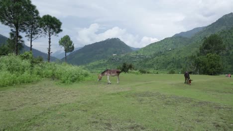 belleza de las colinas del himalaya, uttarakhand india- casas, gente, colinas