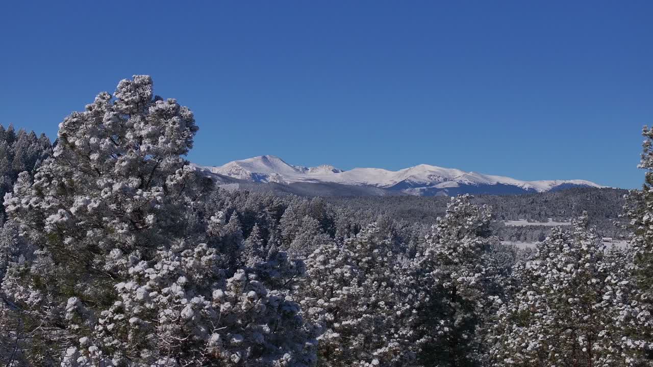 navidad primera nieve de hoja perenne frente rango denver monte cielo azul evans aéreo cinematográfico drone crujiente congelación mañana fría hermoso cielo azul congelado pinos círculo movimiento derecho