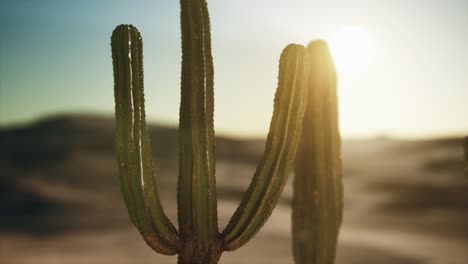 saguaro cactus on the sonoran desert in arizona