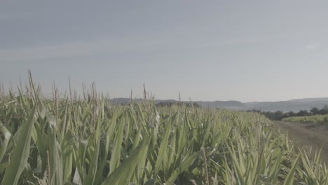 cornfield in franconia with fichtelgebirge in the background - 5 - log-footage