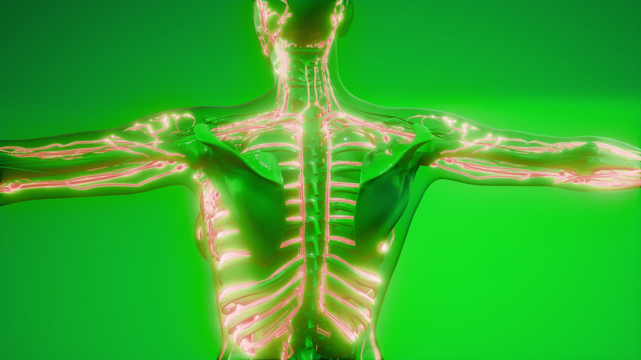 vasos sanguíneos del cuerpo humano