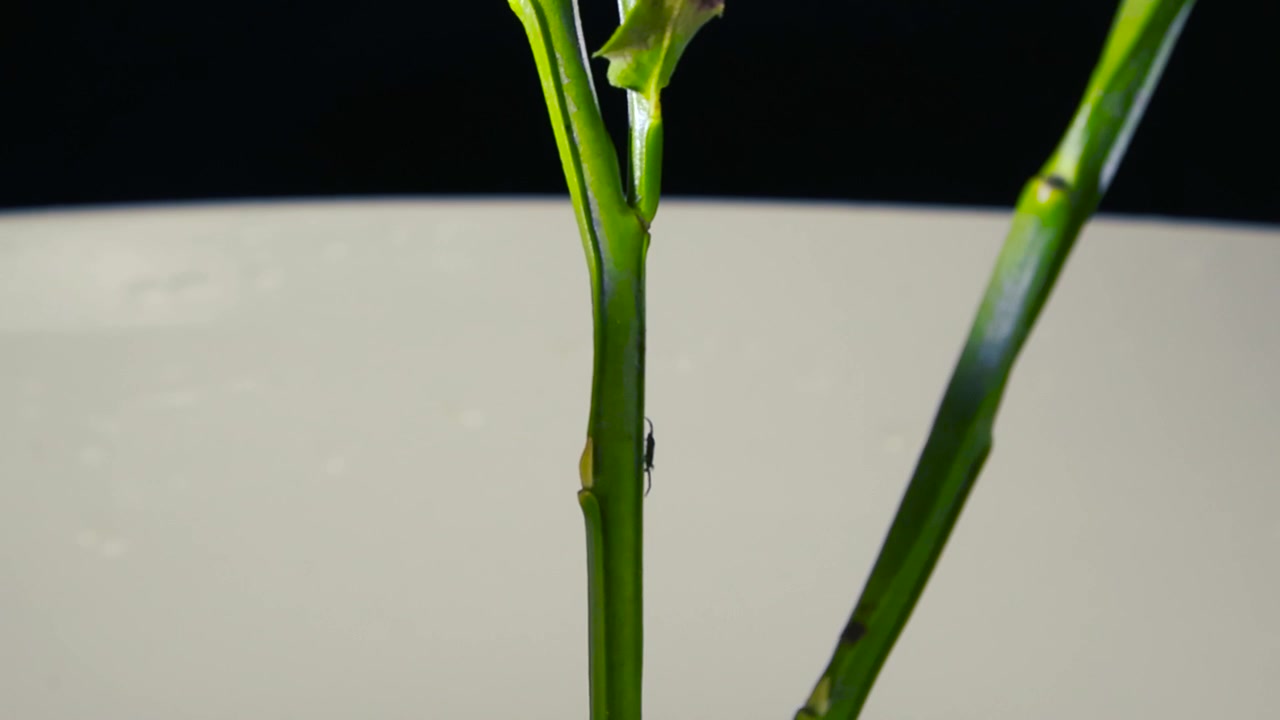 Scatto macro di una piccola zecca dalle zampe nere, potenziale vettore della malattia di Lyme, che si arrampica lentamente sullo stelo verde di una pianta di mirtillo in uno studio botanico, rappresentando un parassita pericoloso.