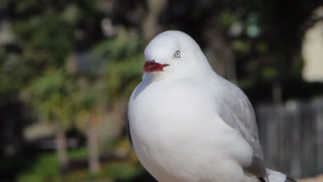 pan up of a seagull standing on the sand of a beach