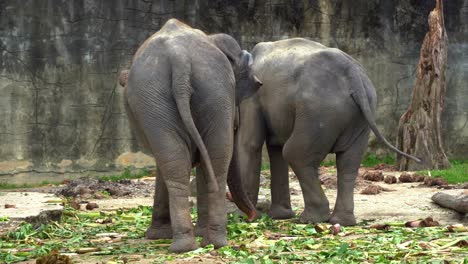 Close-up-shot-capturing-the-backside-of-two-happy-Asian-elephant,-elephas-maximus,-foraging-for-food,-flapping-its-ears,-swinging-its-tail