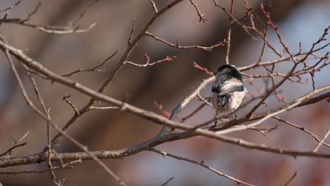 tit de cola larga posado en una rama sin hojas en el bosque de otoño al atardecer