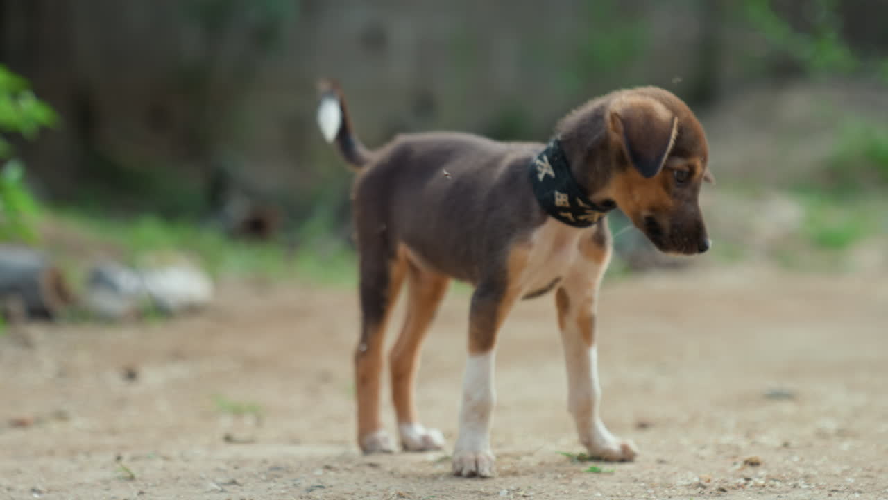 Young dog sniffs dusty ground. Brown puppy with collar investigating sandy yard environment. Small brown dog with collar cautiously exploring dusty outdoor area under gentle natural light