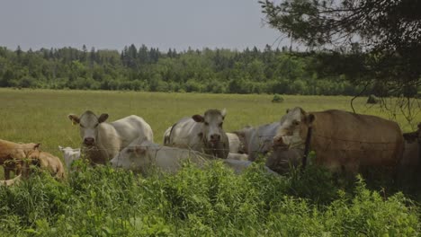 herd of cows on a farm pasture - wide