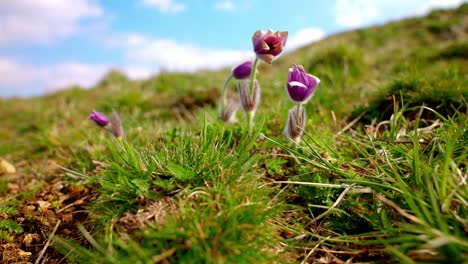 Planta-De-Pasqueflower-En-Green-Hill---Primer-Plano