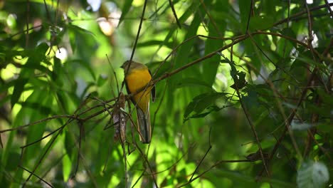 Orange-breasted-Trogon,-Harpactes-oreskios,-4K-Footage,-Kaeng-Krachan-National-Park