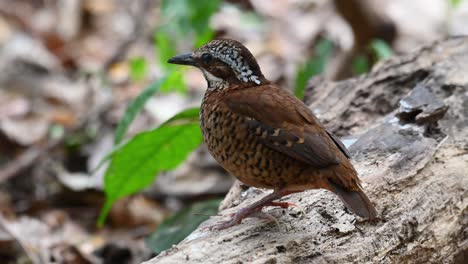 Pitta-De-Orejas,-Hydrornis-Phayrei,-Tailandia