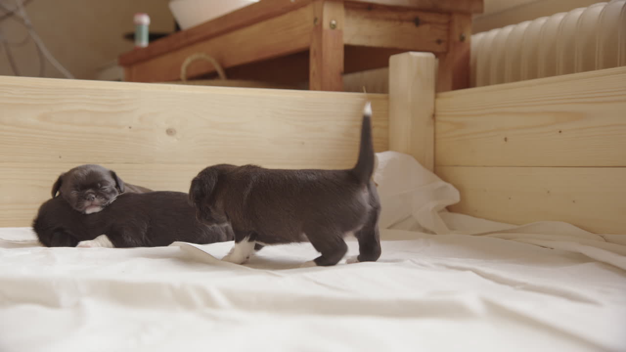 A 3 week old puppy learning to walk as its siblings sleep on each other