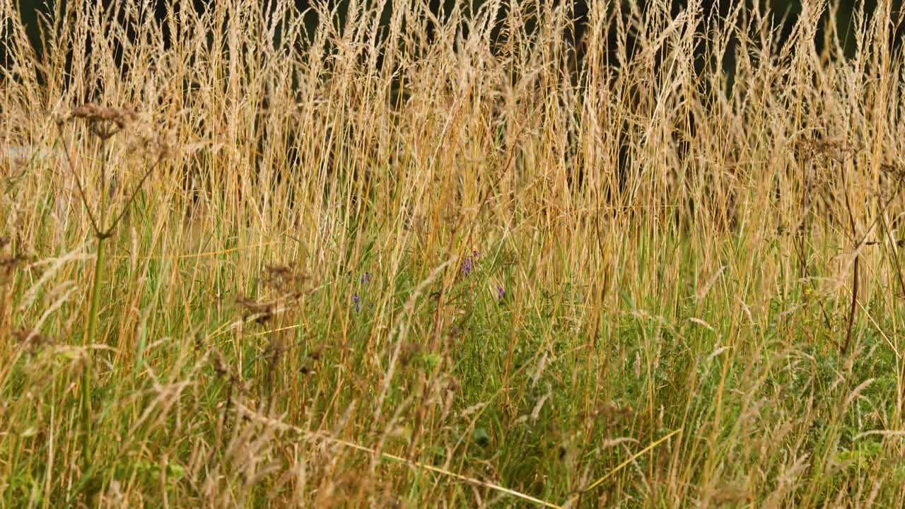 Golden dry grass sways in a field under natural daylight, subtle camera movement, tranquil mood