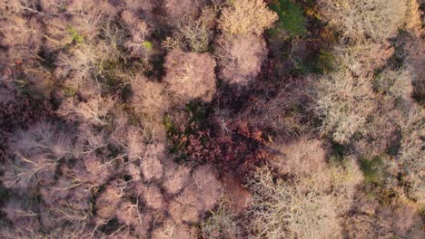roating aerial drone footage around a fixed point of an autumnal forest canopy of native broadleaf trees growing in loch lomond and the trossachs national park in scotland during sunrise