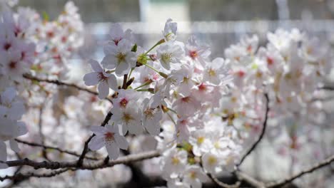 best cherry blossom in tokyo