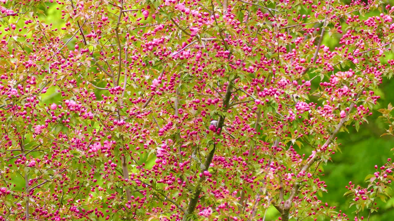 Common Chickadee bird foraging in a beautiful pink crab apple tree