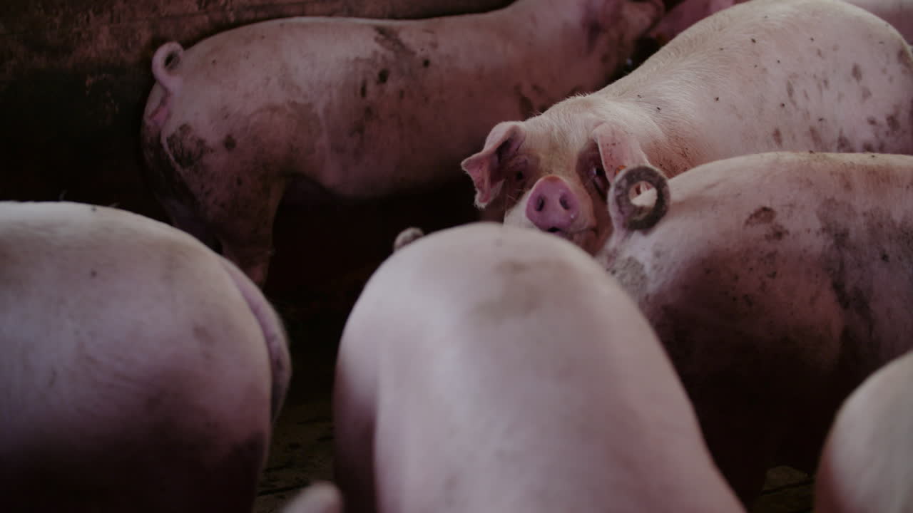 창고에 힌 돼지