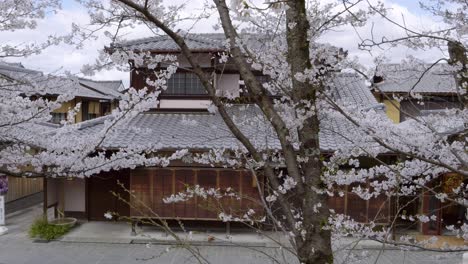 stunning slow motion walk through kyoto with sakura in full bloom